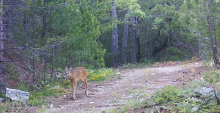 Kaz Dağları’nın Sevimli Ev Sahipleri Fotokapanlar Tarafından Görüntülendi