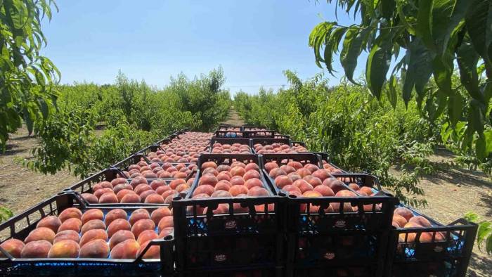 Coğrafi İşaret Tescilli Lapseki Şeftalisi Rusya Pazarında