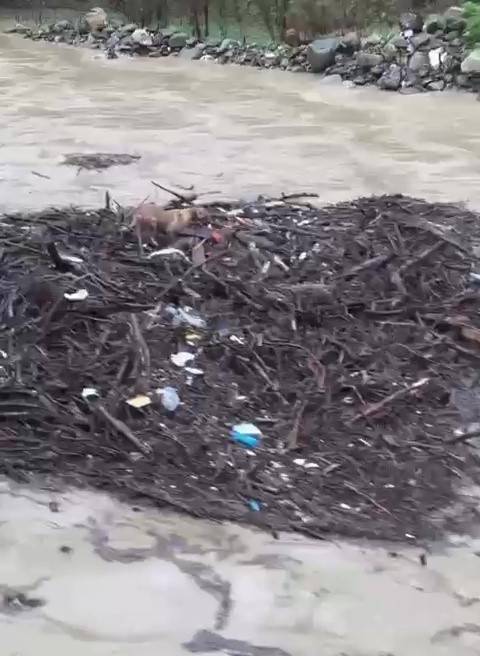 Melen Çayı’na Düşen Köpek, Odun Parçalarının Üstünde Sürüklendi