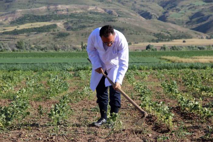 Traktör Koltuğuna Geçen Dekan, Bilim İçin Tarla Sürüp Çapa Yapıyor