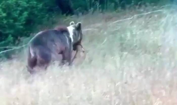 Tunceli’de Bozayı, Dağ Keçisini Avladı
