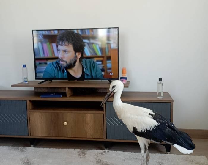 Yuvasından Düşen Leylek Elektrik Kesilerek Yerine Bırakıldı