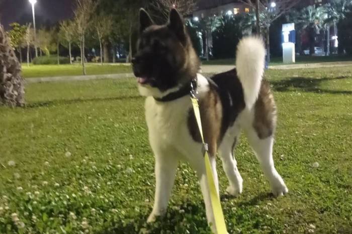 İzmir’de Vahşet: Köpeği Tekmeleyerek Öldürdü