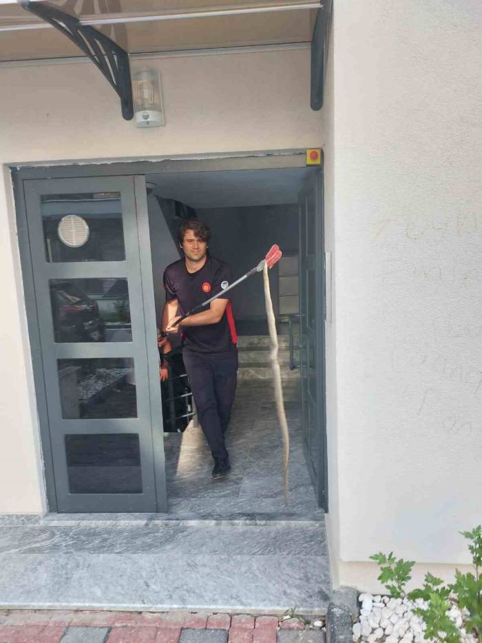 3 Buçuk Metrelik Yılan Böyle Yakalandı