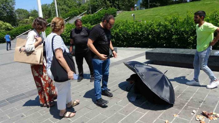 Taksim’de Polis Ve Vatandaşlar Yaralı Köpek İçin Seferber Oldu