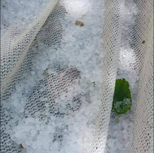 Türkiye’nin Dut Merkezini Dolu Vurdu