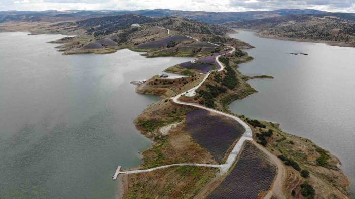 Yarım Ada Üzerinde Oluşturulan Lavanta Bahçesi Havadan Görüntülendi