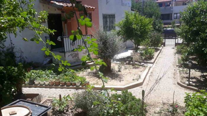 Edremit’te Aç Kalan Tilkiler Şehre İndi