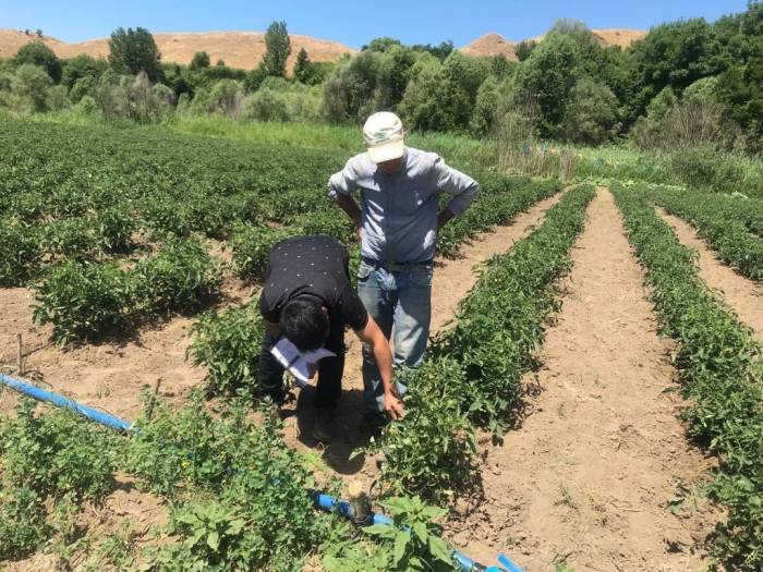 Bingöl’de Yüzde 75 Hibe Dağıtılan Fidelerin Kontrolleri Yapılıyor
