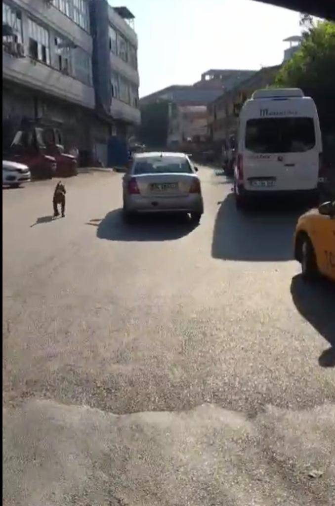 Seyir Halindeyken Köpek Gezdiren Sürücü Kamerada