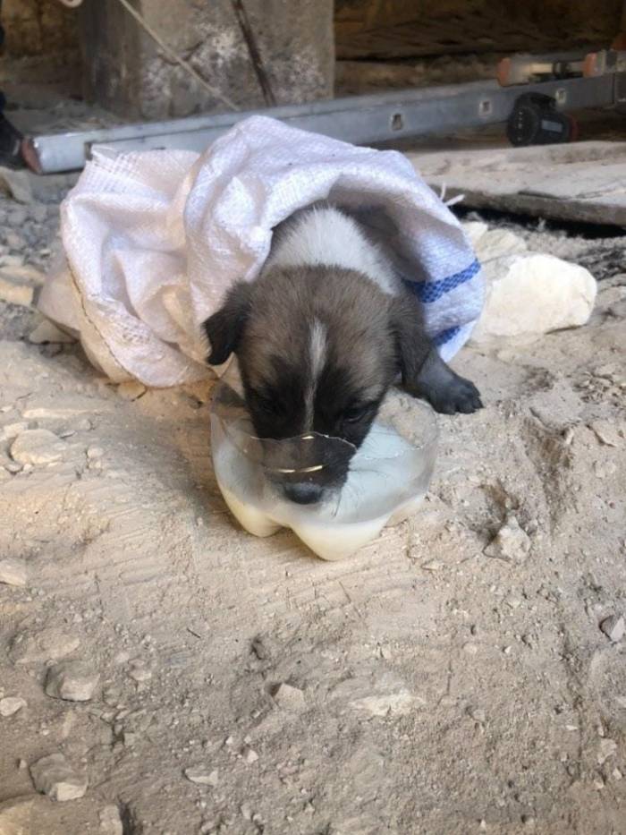 Kuyuya Düşen Yavru Köpeği İtfaiye Ekipleri Kurtardı