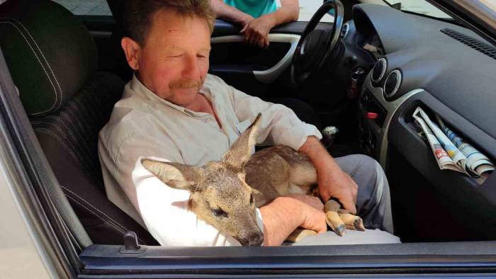 Karaca Yavrusunu Köpeklerin Saldırısından Köylüler Kurtardı