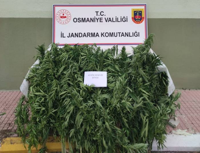 Jandarma, Ormanlık Alana Ekilen Hint Kenevirlerini Ele Geçirdi