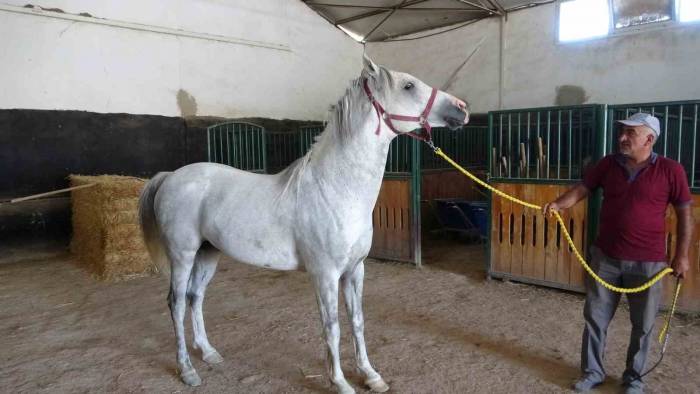 Milyonluk Taylar Görücüye Çıkıyor