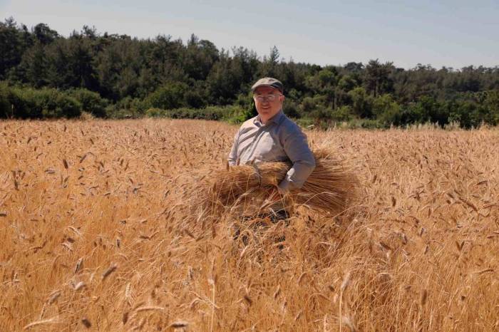 Karakılçık Buğdayda Hasat Zamanı