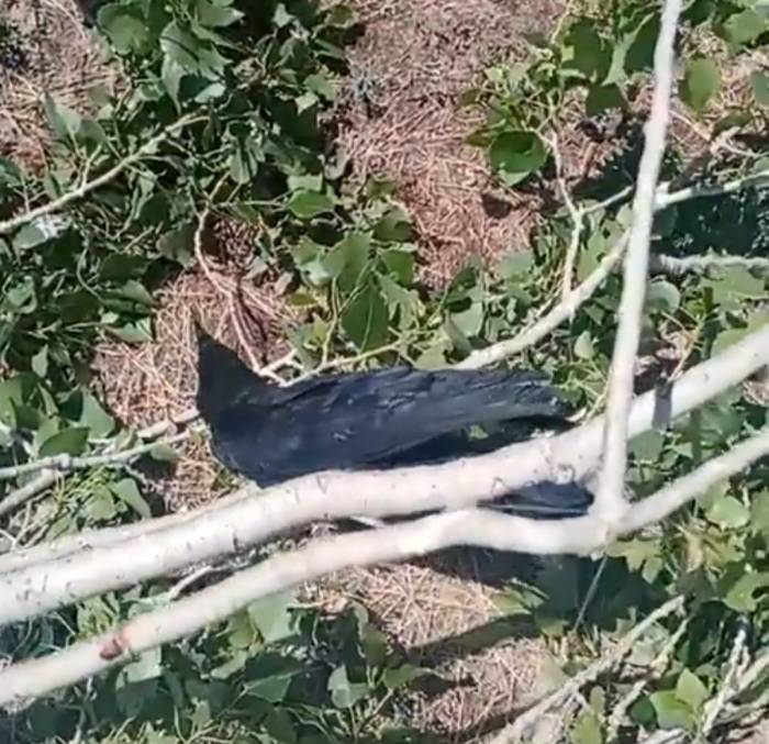 Mahsur Kaldığı Ağaçtan Kurtarıldı, Kana Kana Su İçti