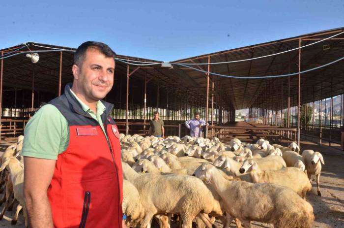 Elbistan’da Depremzede Üreticilere 754 Koyun Dağıtıldı
