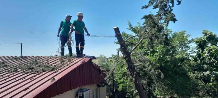 Ağaç Lojmanın Üzerine Devrildi, Ekipler Kaldırdı