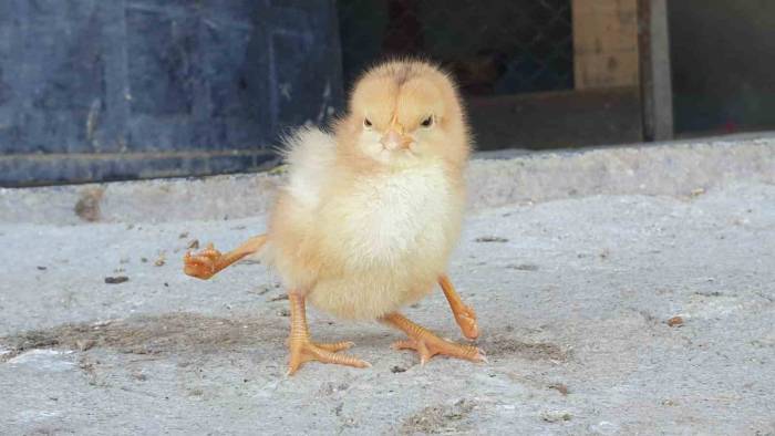 Dört Ayaklı Civciv Görenleri Şaşırttı