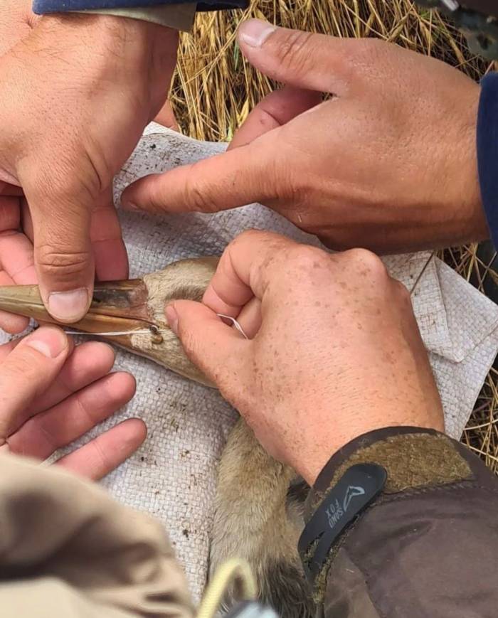 Milli Parklar: “turnalar Türkülerde Kalmasın”