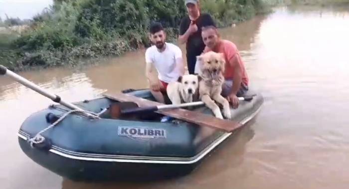 Selde Mahsur Kalan Köpekler Botla Böyle Kurtarıldı