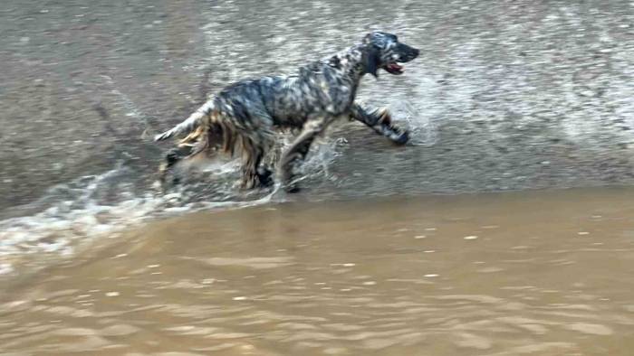 Serinlemek İçin Suya Giren Köpek İçin İtfaiye Seferber Oldu