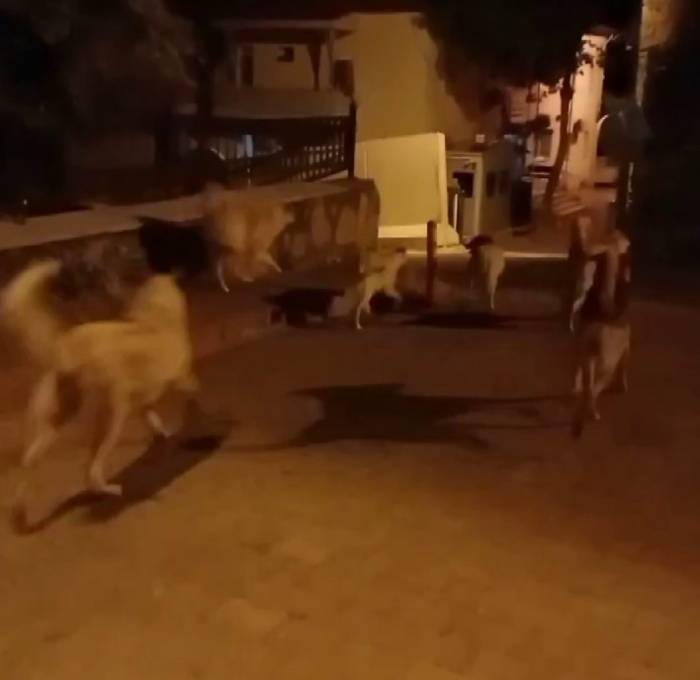 Elazığ’da Başıboş Köpekler 150 Tavuğu Telef Etti