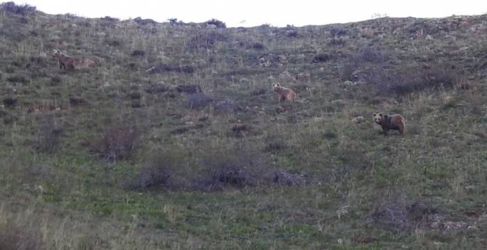 Munzur Dağlarında Dağ Keçileri Ve Peşlerinde Ki Ayılar Görüntülendi