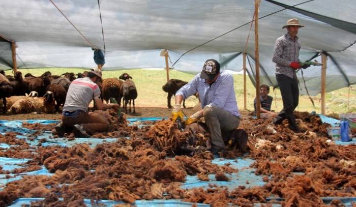 Yaylalarda Koyun Kırkma Zamanı