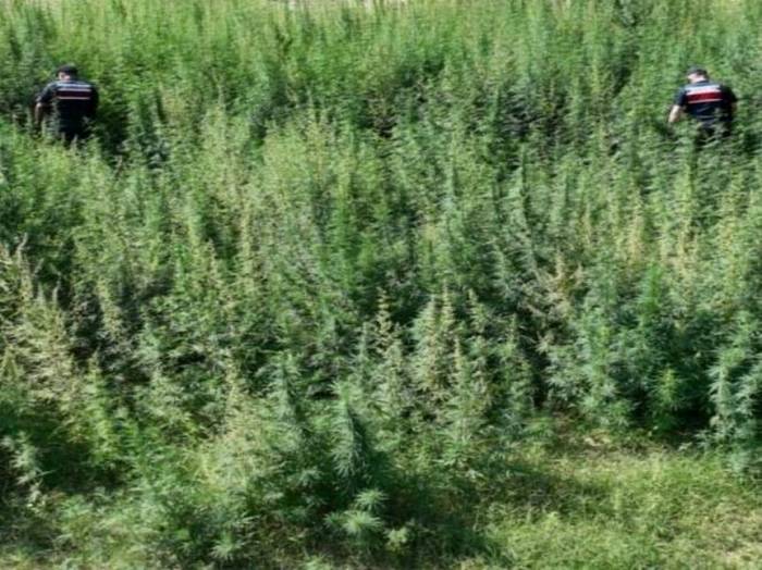 Kırklareli’nde 215 Bin 709 Kök Kenevir Ele Geçirildi