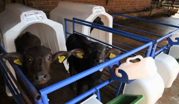 Samsun’da Manda Sütü Üretimi Arttı, Mozzarella Peyniri Üretildi