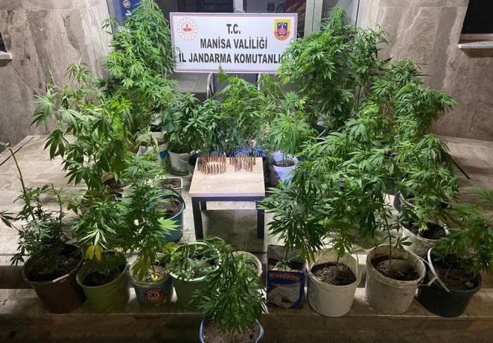 Manisa’da 148 Kök Kenevir Ele Geçirildi