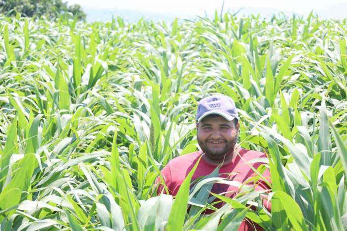 Manisa’da Mısırın Alternatifi Şeker Sorgumunun Üretimi Artıyor