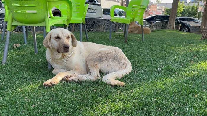 Kuduz Köpeğin Saldırınsa Uğrayan Genç Mimar Hayatını Kaybetti