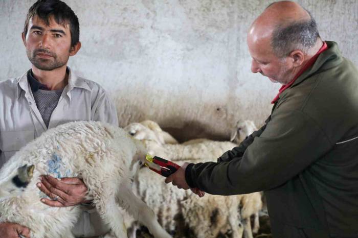 8 Bin 885 Hayvanın Aşı Ve Küpeleme Ücreti Talas Belediyesi’nden