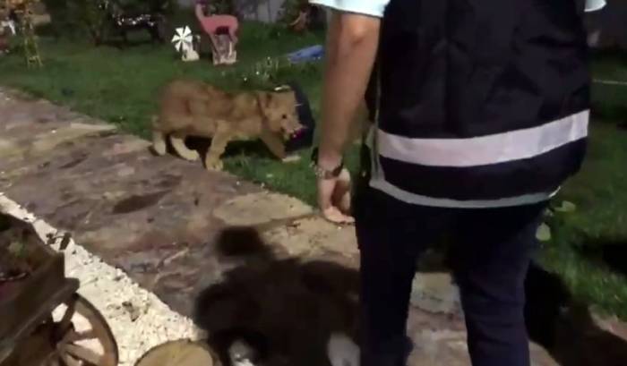 Tekirdağ’da Bir Villada Piton Yılanı, Aslan Ve Maymun Ele Geçirildi