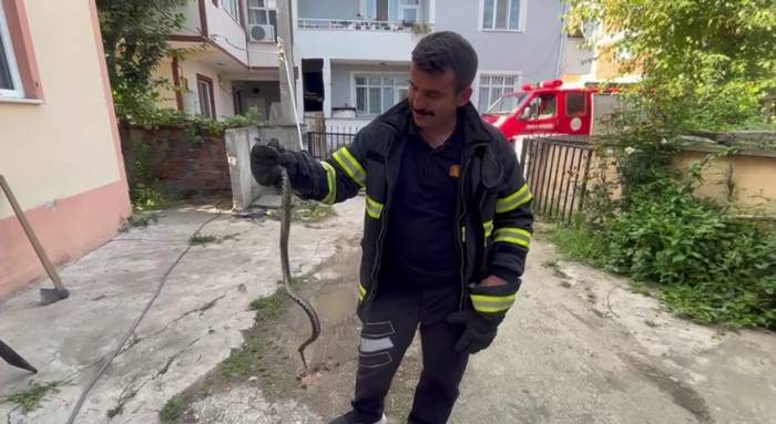 Korkutan Yılan Yakalanıp Doğaya Bırakıldı