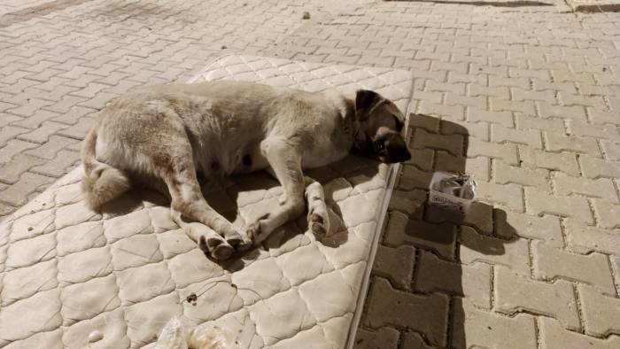 Sokak Köpeği İçin Yola Yatak Serdiler