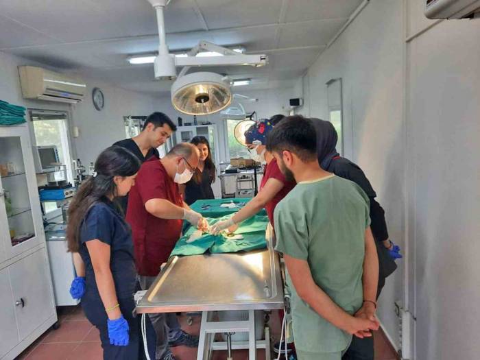 Araç Çarpan Kedi Yapılan Operasyonla Hayata Tutundu