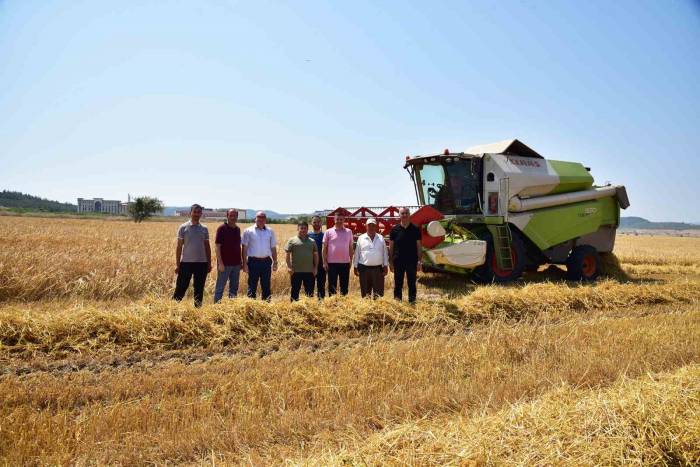 Baün’de Hububat Hasadı Yapıldı