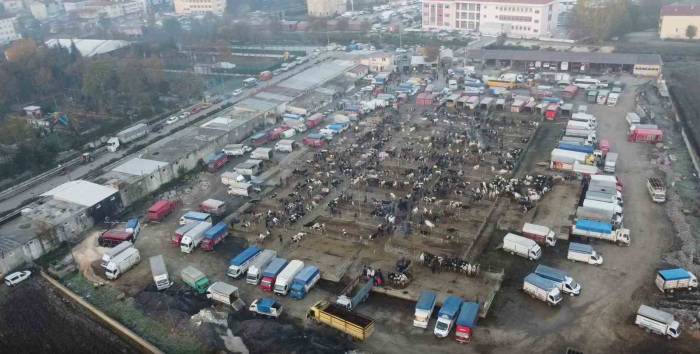 Havsa Canlı Hayvan Pazarı Kapatıldı