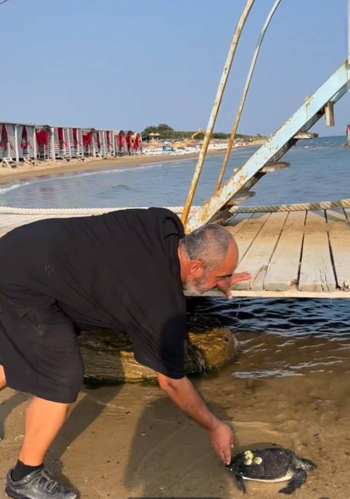 Karaya Vuran Caretta Caretta Tekrar Denize Salındı