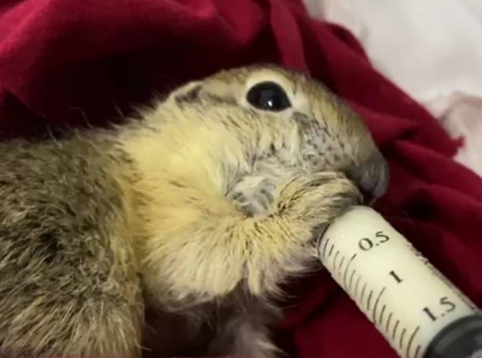 Bitkin Halde Bulunan Yavru Anadolu Yer Sincabı Şırıngayla Besleniyor