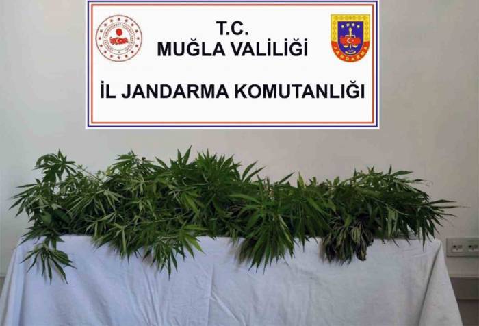 Muğla’nın 5 İlçesinde Uyuşturucu Operasyonu