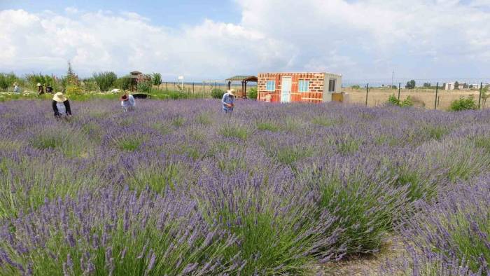 Renk Cümbüşü Tıbbi Bitkiler Doğal Fotoğraf Stüdyosu Oluyor