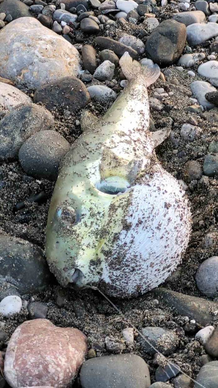 Vatandaşların Oltalarına Balon Balığı Takılıyor