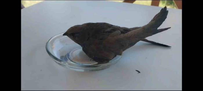 Bitkin Düşen Ebabil Kuşu Tedavi Altına Alındı