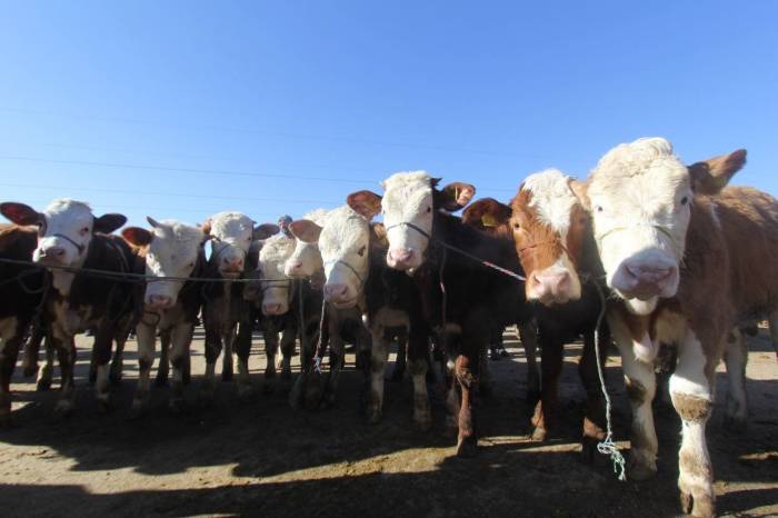 Bayburt’ta Şap Hastalığı Nedeniyle Canlı Hayvan Pazarı Kapatıldı