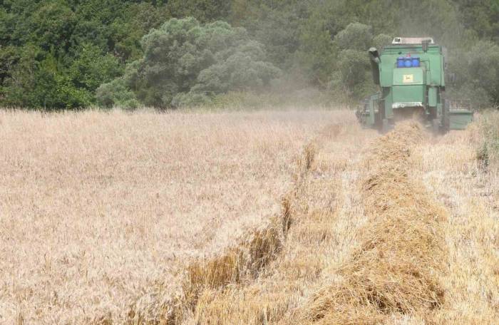Lapseki’de Buğday Çeşit Demonstrasyon Tarla Günü Düzenlendi