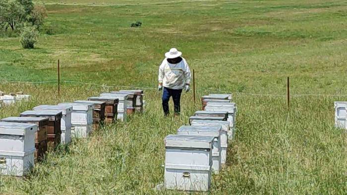 Gezgin Arıcılar, Kestaneden Sonra Çiçek Balından Da Umutsuz